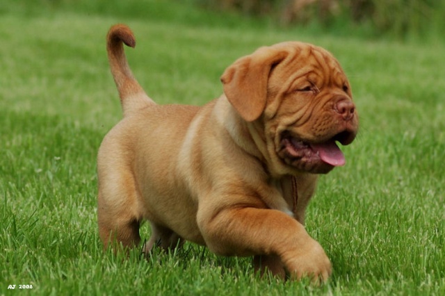 Pup in gras8.jpg